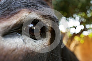 donkey's eye close-up horizontal photo