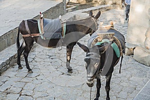 Donkey's taxi in Lindos, Greece