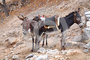 Donkey`s taxi in Lindos, Greece