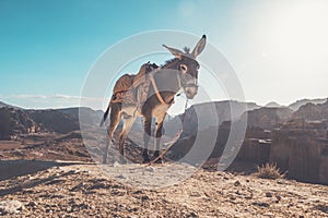 donkey with a saddle on its back on ayt blue sky under a bright sun in the desert. Donkey in a desert to be ride inside Petra