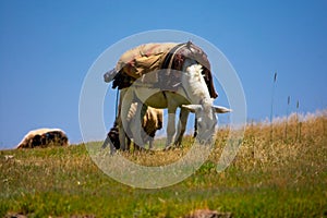 Donkey with saddle and sheep grazing together on a hill