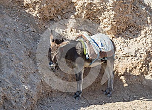 A donkey with a saddle is standing in the shade and resting and waiting for tourists on the viewing platform near Mitzpe Yeriho in