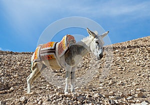 A donkey with a saddle is standing in the sun and resting and waiting for tourists on the viewing platform near Mitzpe Yeriho in I