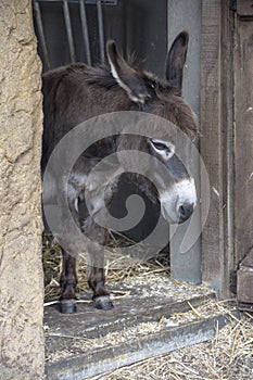 Donkey in sadness,sad donkey,portrait of a donkey