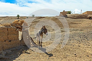 Donkey in Sahara Desert, Morocco,