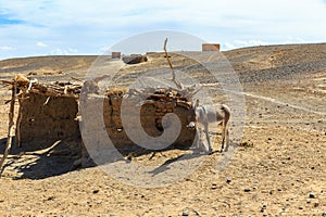 Donkey in Sahara Desert, Morocco, Africa