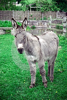 Donkey in a sanctuary.