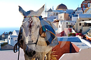 Donkey of Santorini