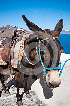 Donkey in Santorini