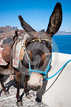 Donkey in Santorini