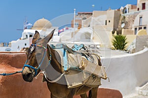Donkey in Santorini, Greece