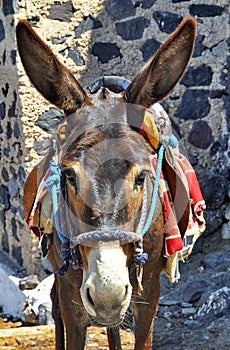 Donkey of Santorini