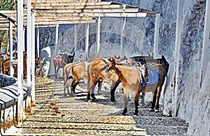 Santorini Donkey