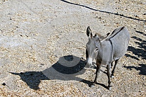 A donkey and a scenics of Patmos, greece