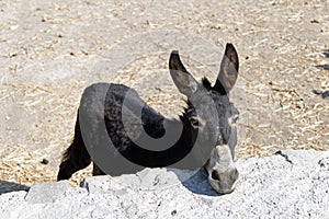 A donkey and a scenics of Patmos, greece