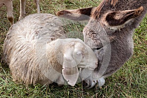 A donkey and a sheep having cuddle