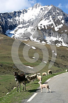 Donkey, sheep and white snow covered mountains photo