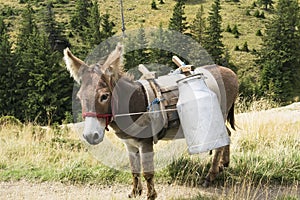 Donkey from the sheepfold photo