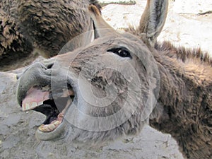 A donkey shows the teeth smiles photo