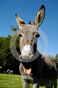 Donkey shows tongue