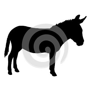 Donkey silhouette isolated on white background