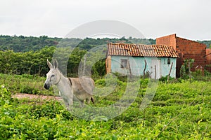 A donkey and a simple contryside house in Oeiras, Piaui