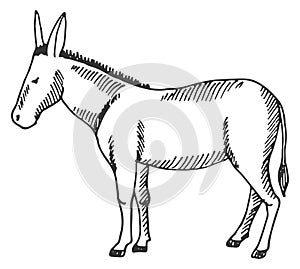 Donkey sketch. Domestic animal. Cute farm fauna