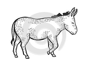 Donkey sketch engraving vector