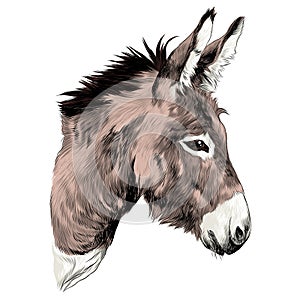 Donkey sketch vector