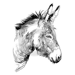 Donkey sketch vector graphics