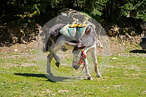 Donkey spinning around