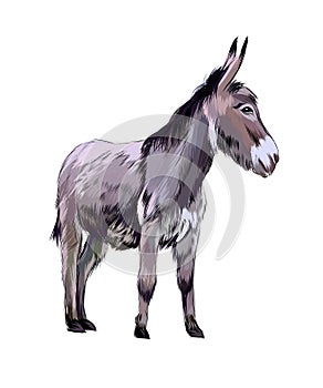 Donkey from a splash of watercolor, colored drawing, realistic