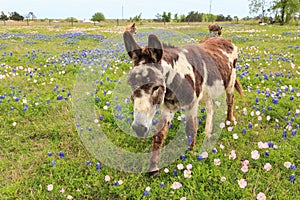 Donkey in spring flower field.