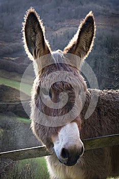 Donkey