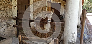 Donkey in a stable photo