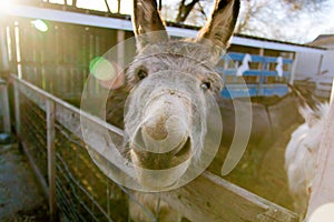 Donkey in stable making a funny face.