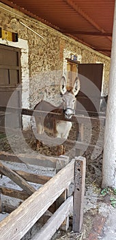 Donkey in a stable photo