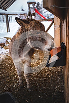 Donkey in the stall