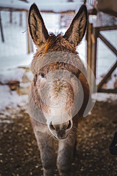 Donkey in the stall