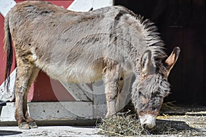 Donkey Standing by Barn Door Eating Hay
