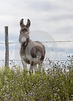 Donkey standing at the fence