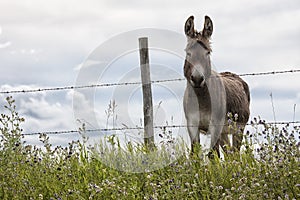 Donkey standing at the fence