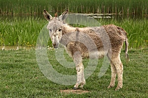 Donkey is standing on green grass field