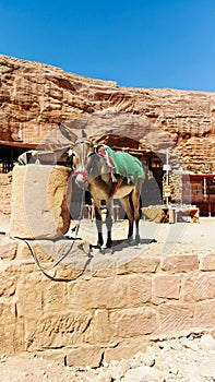 Donkey standing and having a rest. Bedouins and their animals in Petra reserve. Transport in Petra. Tourist route in ancient city