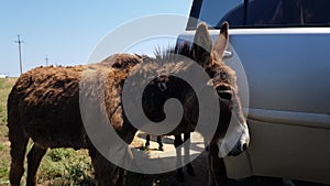 the donkey is standing near the car and itching. animals on a country road.