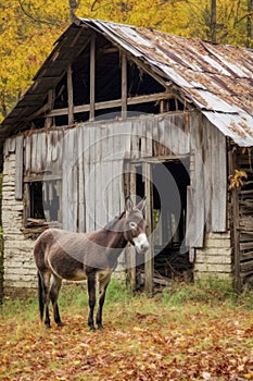 donkey standing near an old rustic barn