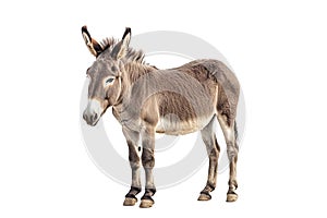 Donkey stands against white backdrop