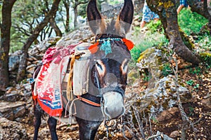 Donkey stands on the mountain path to Zeus Cave - Lassithi, Crete, Greece