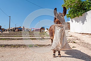 A donkey in the street