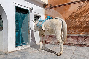 Donkey on the street in Oia village, Santorini island